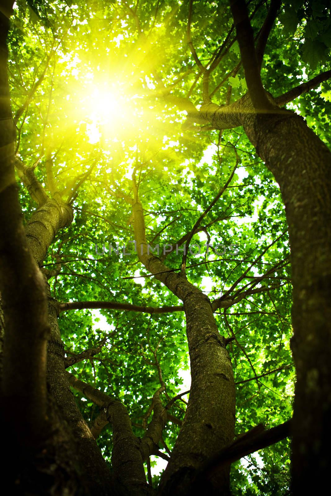 Crone of a tree with the looking through sun