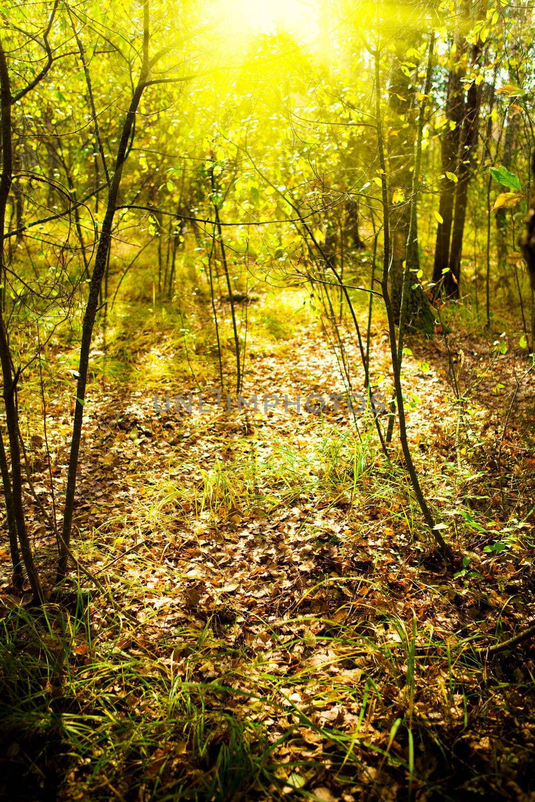 Dawn in a wood
