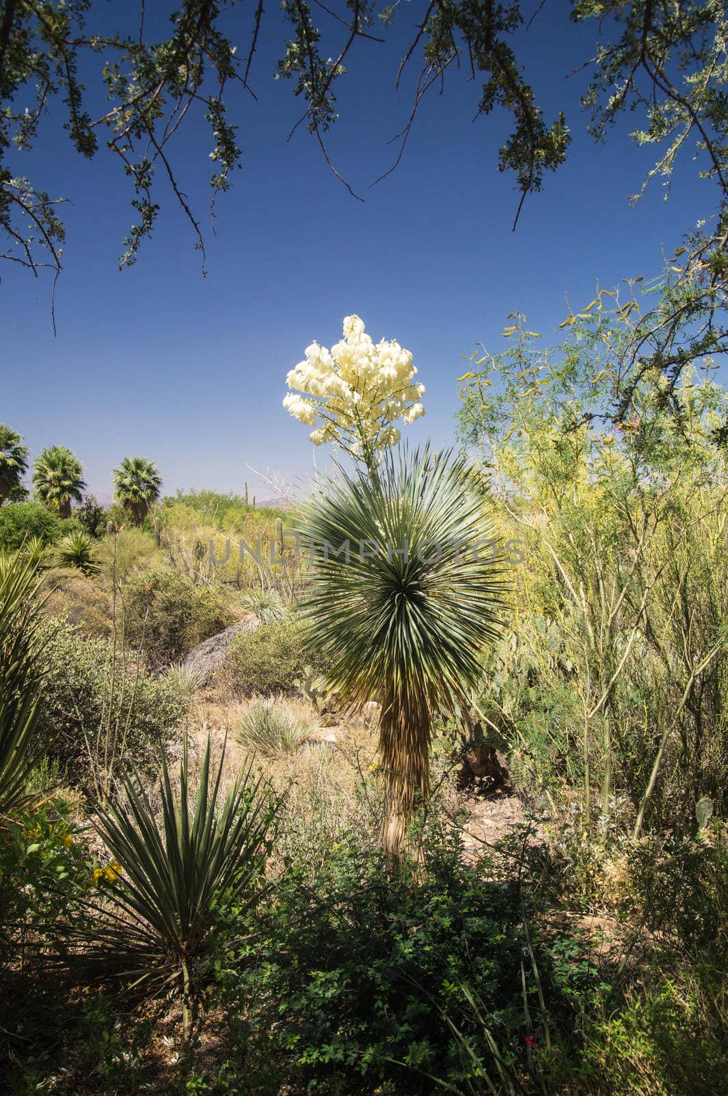 Flowering Yucca in Arizona desert