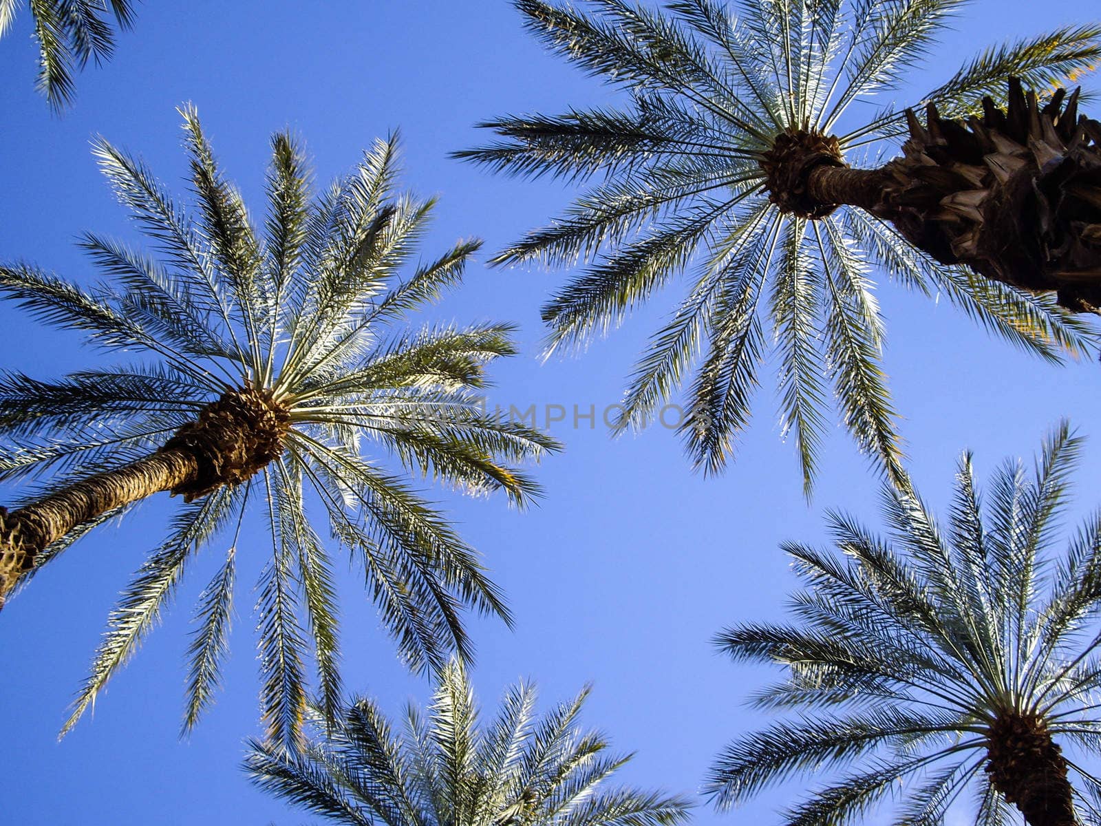 Sunlight through the palm fronds