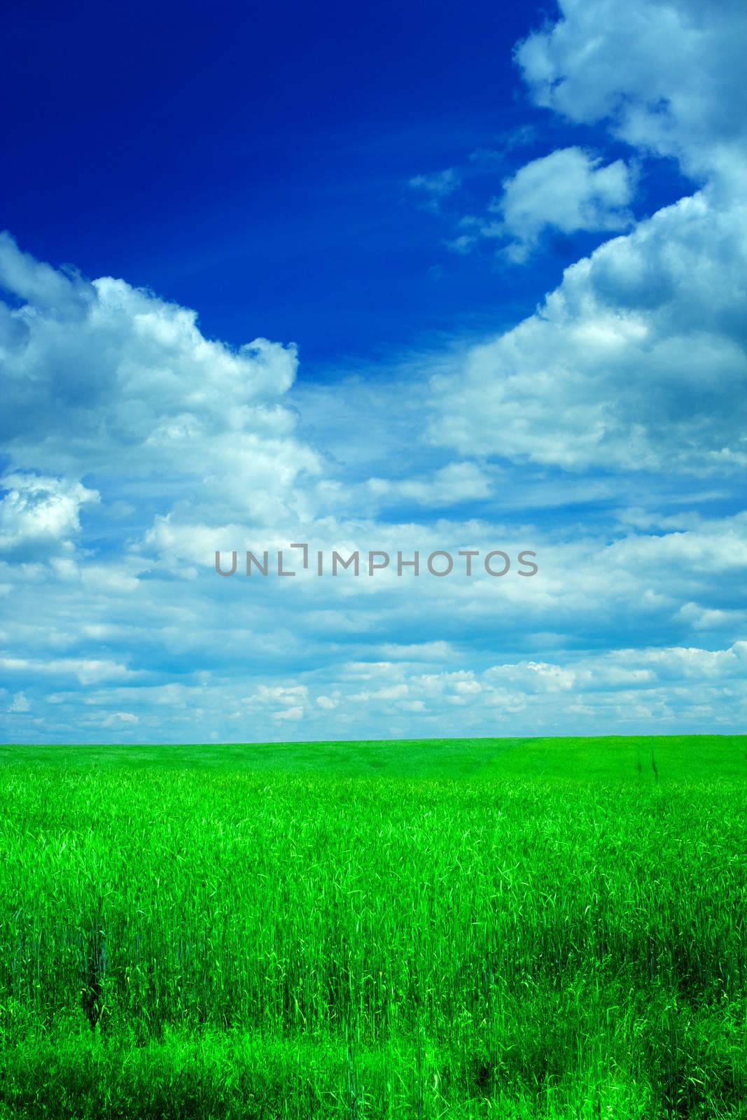 field of wheat and sky