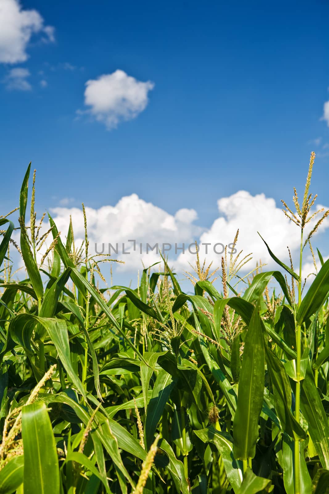 Foliage of corn on a background of the sky