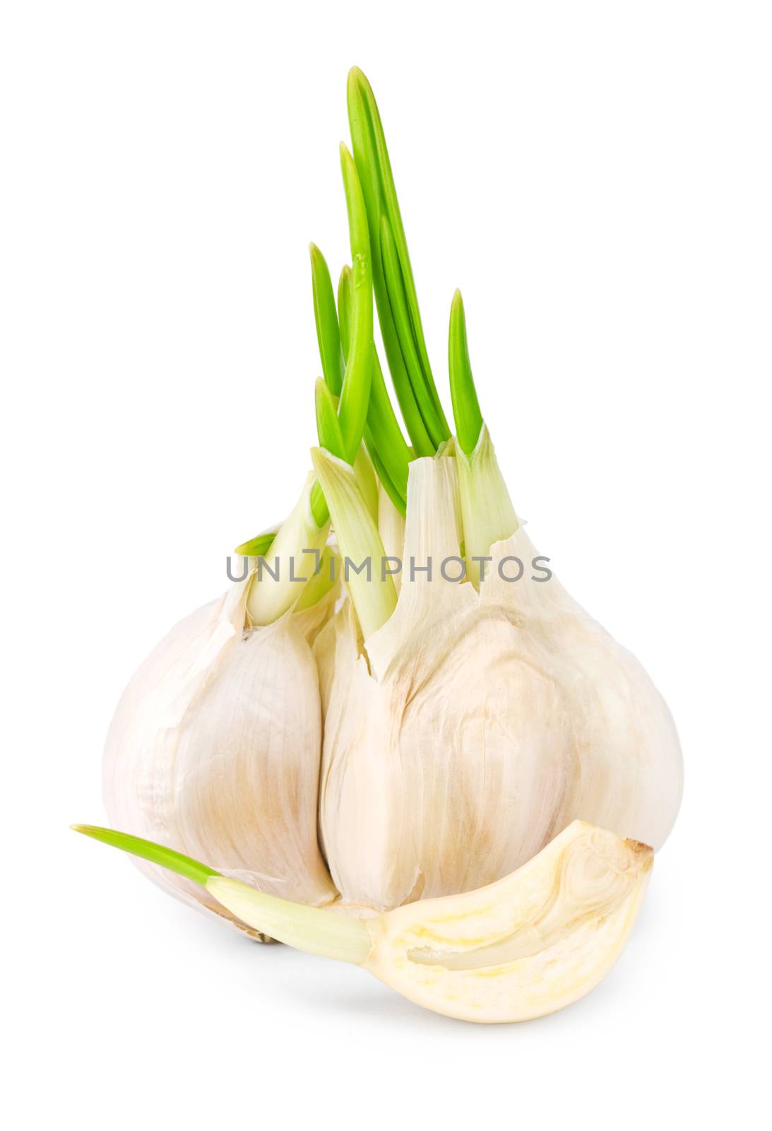 garlic with leaf