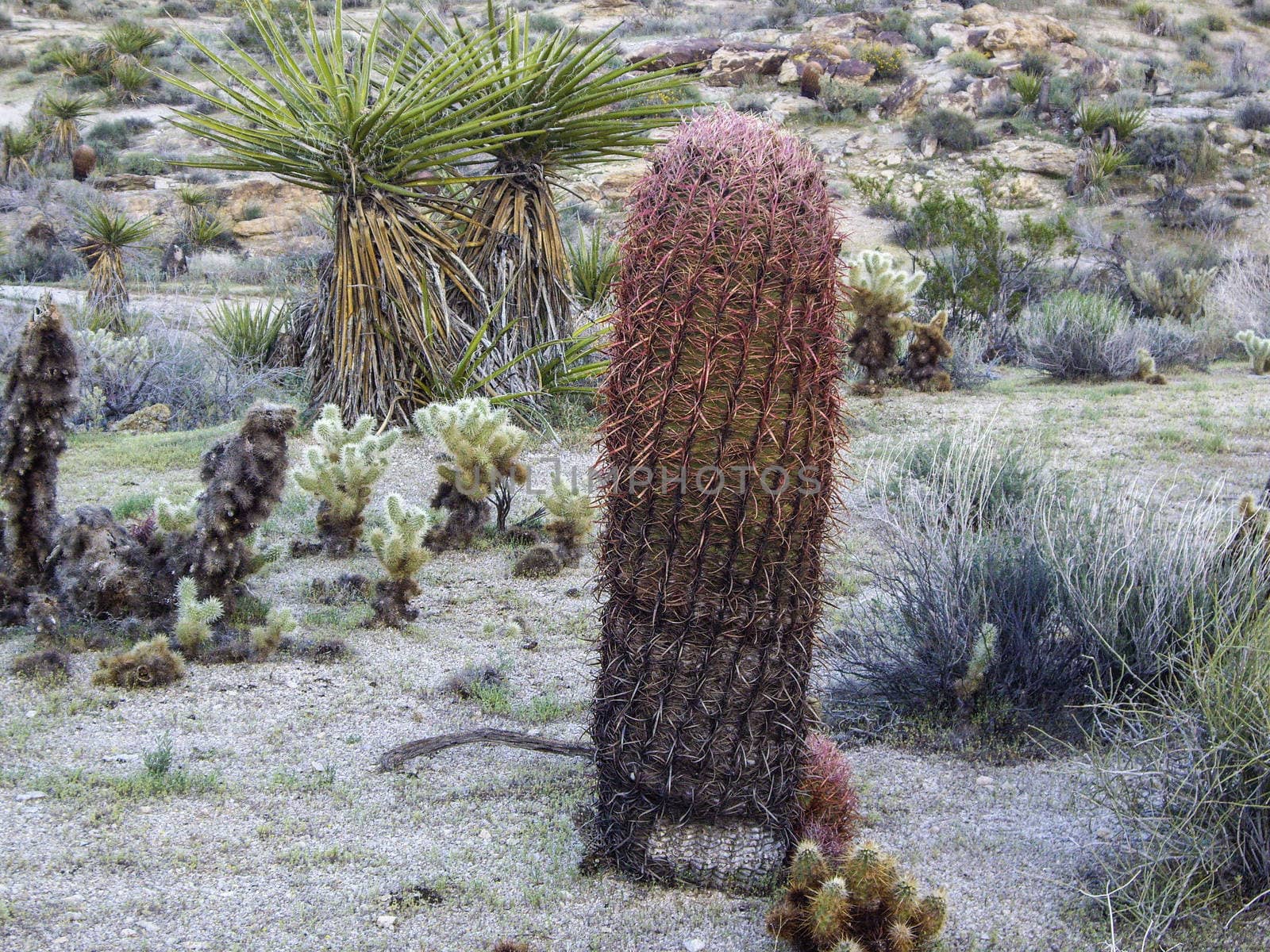 Desert flora blooms in Spring