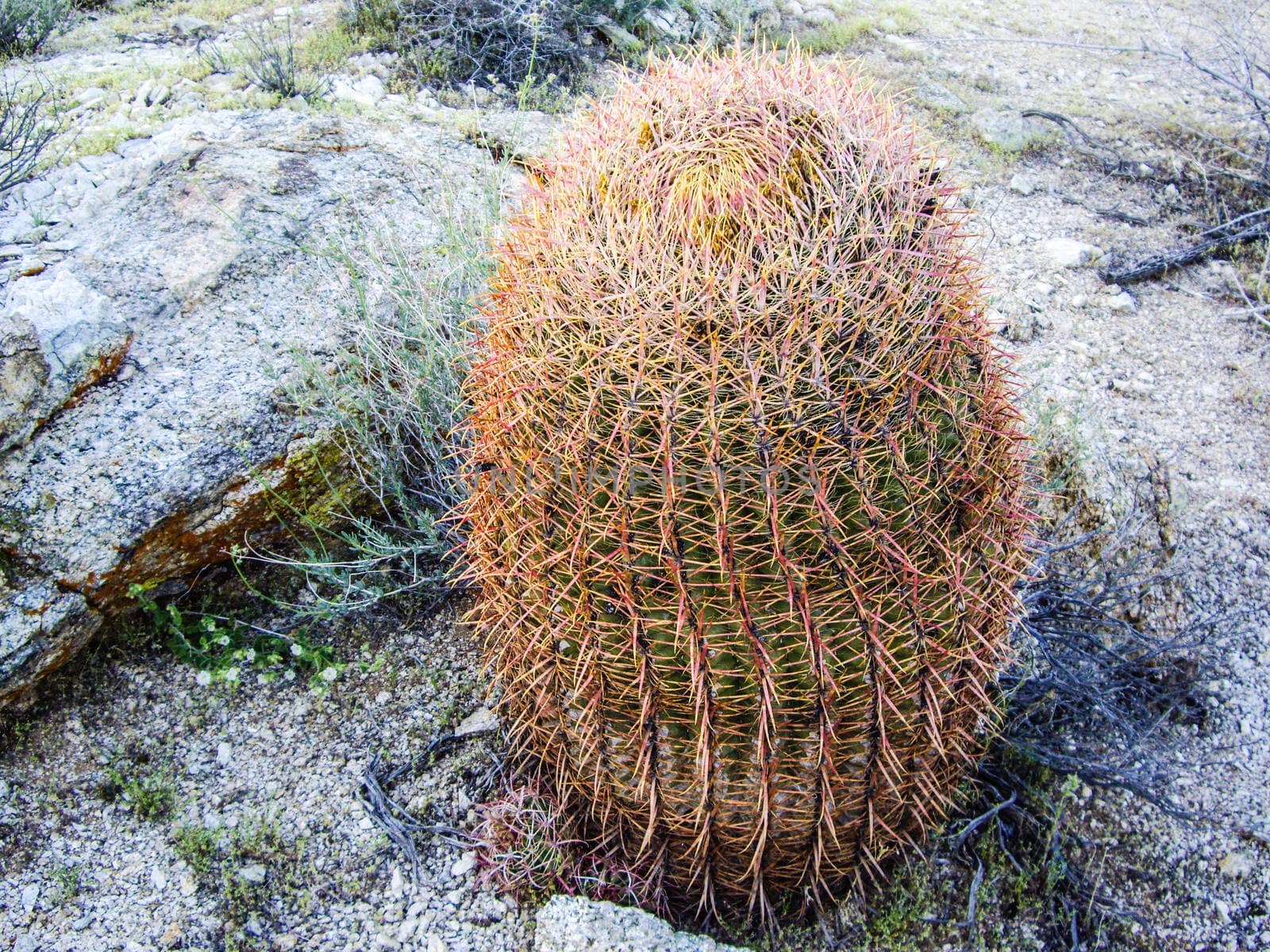 Barrel cactus in Nevada desert