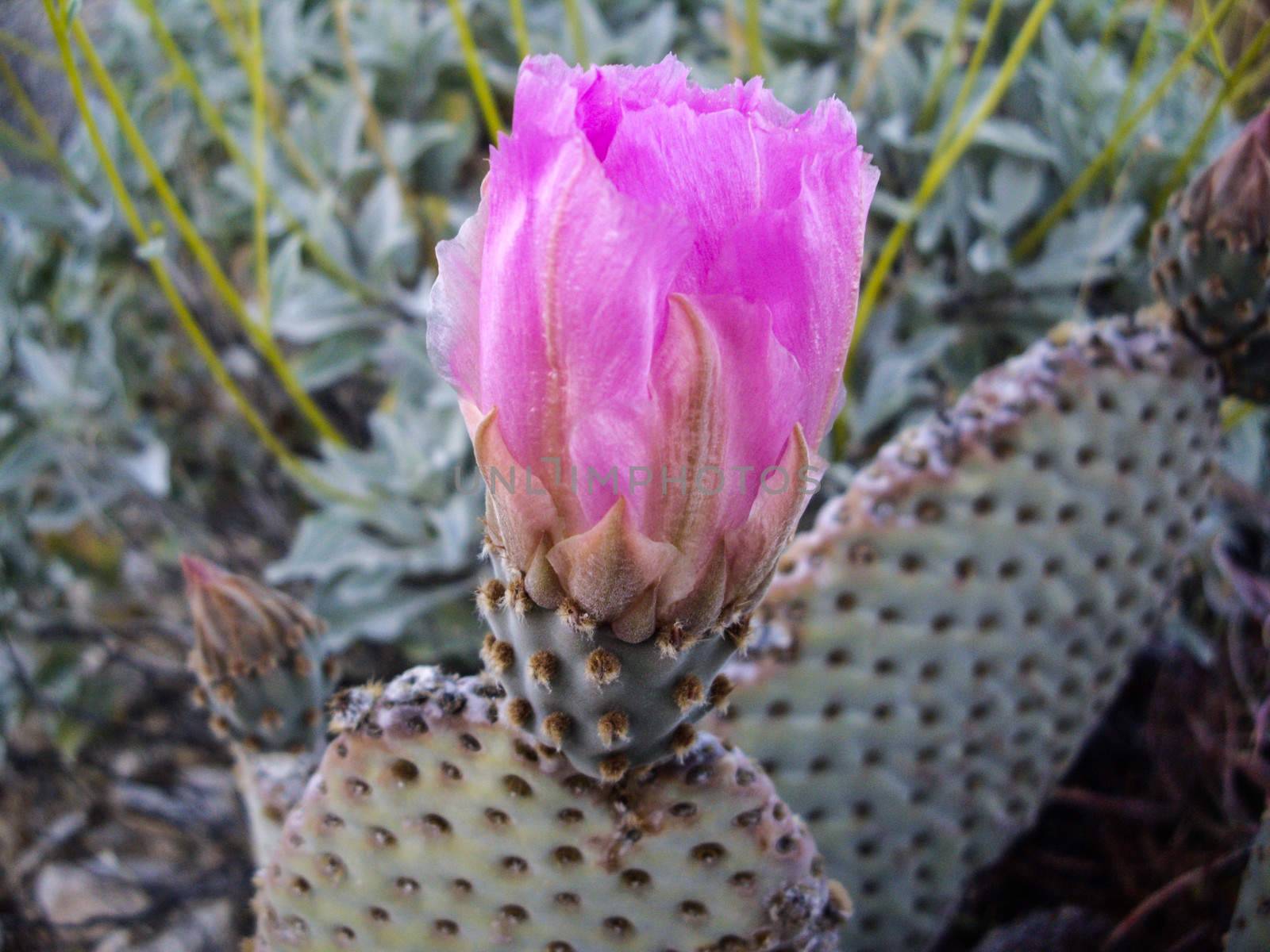 Blossoming prickly pear cacti