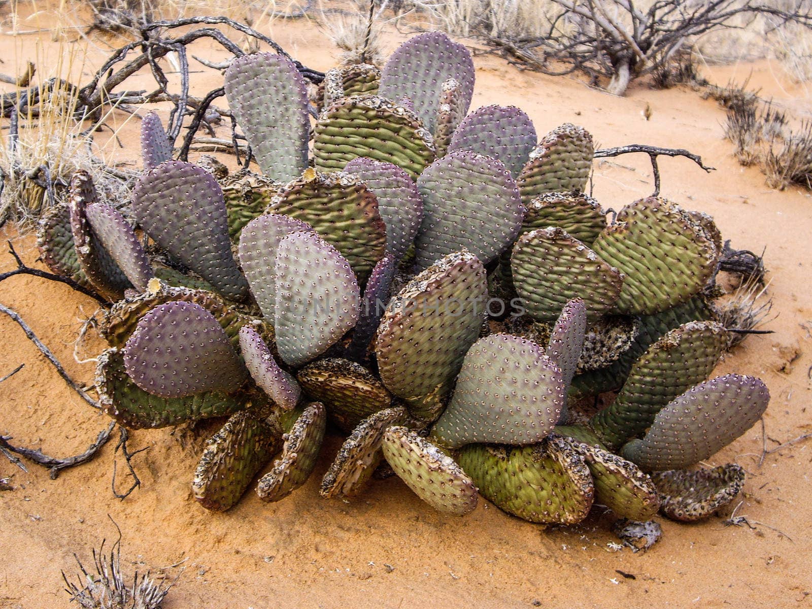 Cactus in the Nevada desert