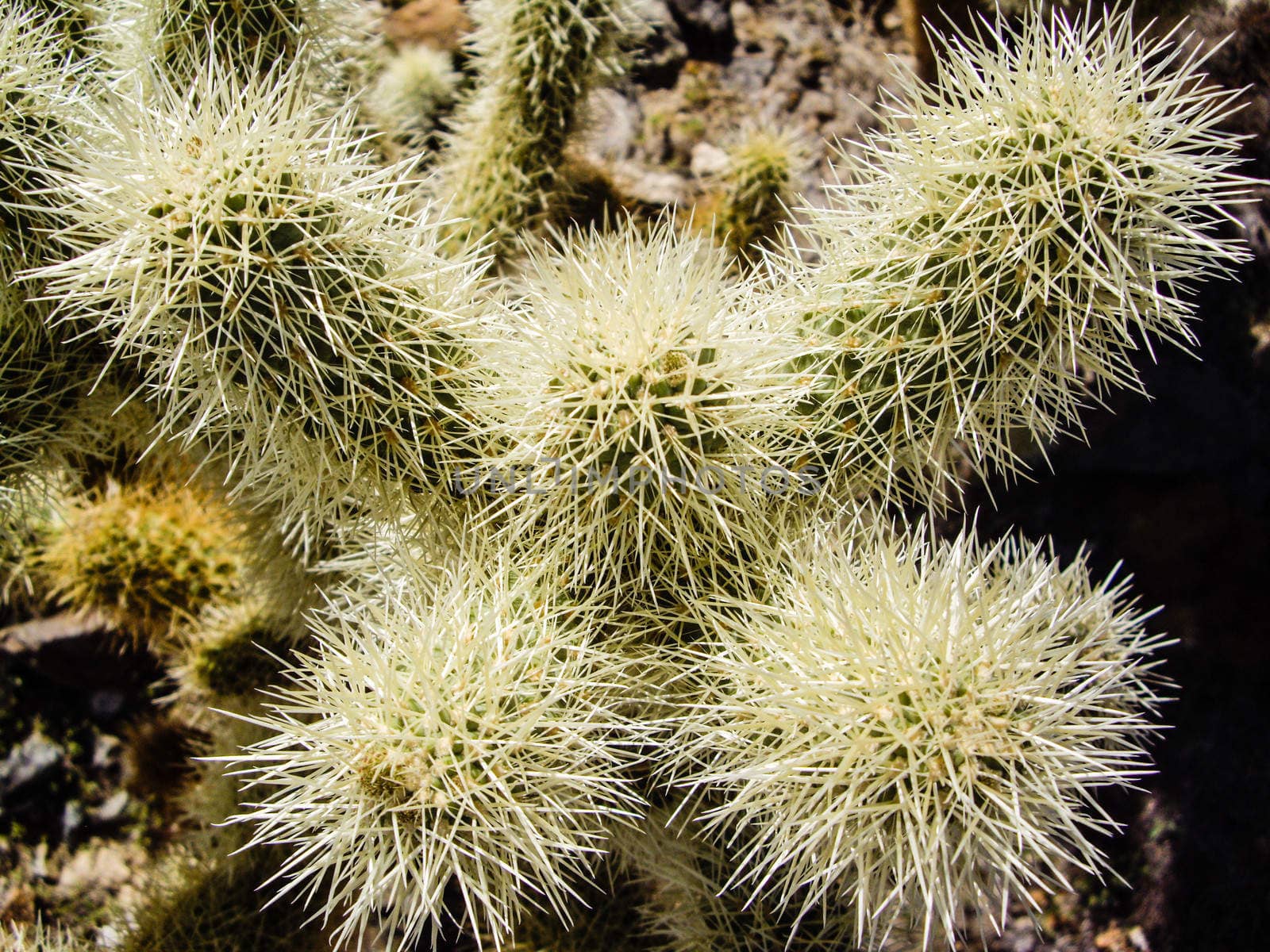 Cholla Spines by emattil