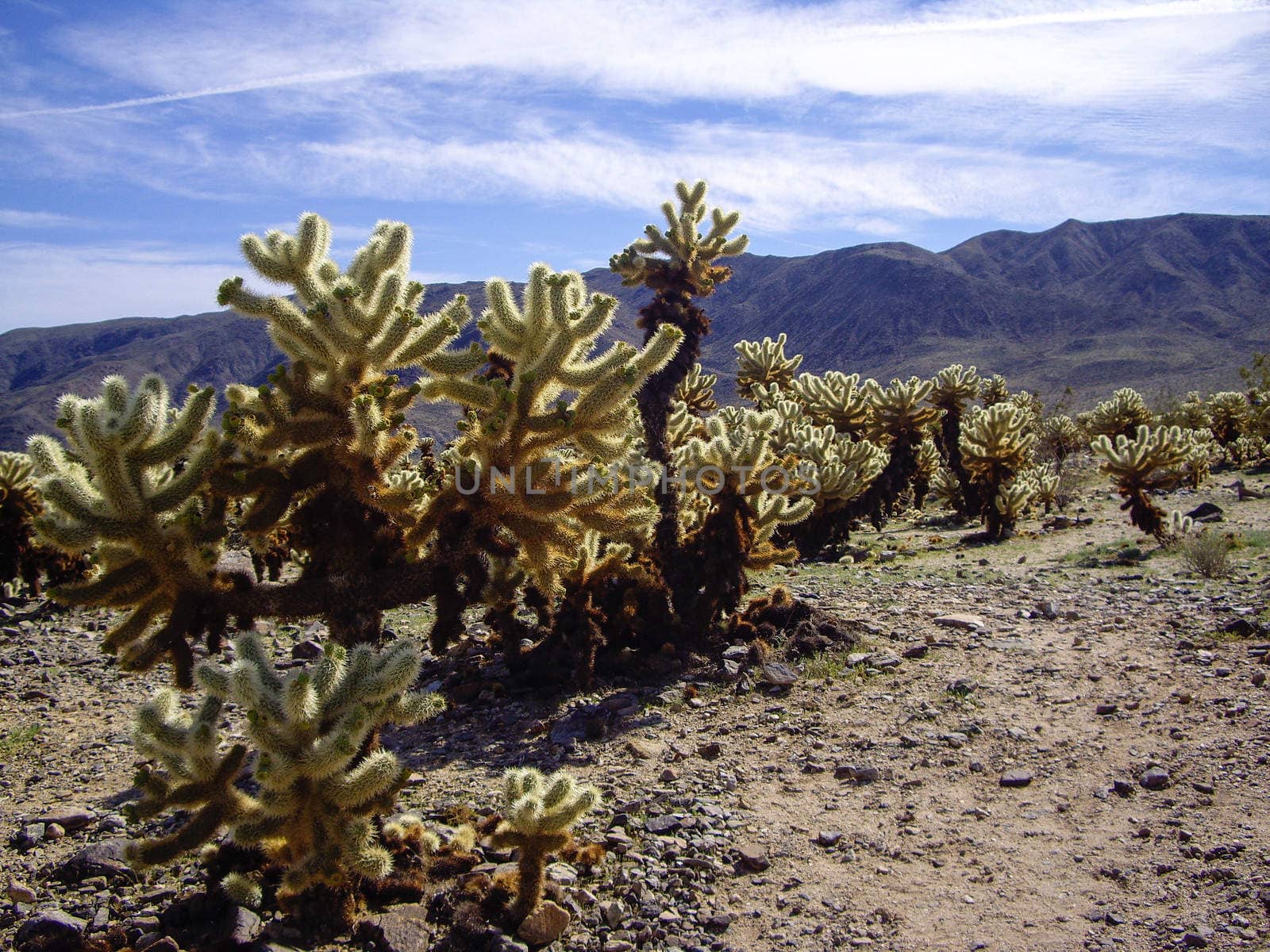 Cholla forest in sunlight