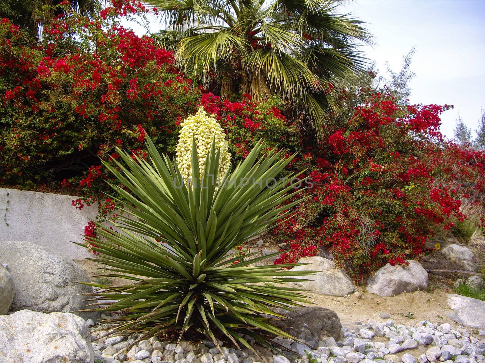 Nevadan desert flora by emattil