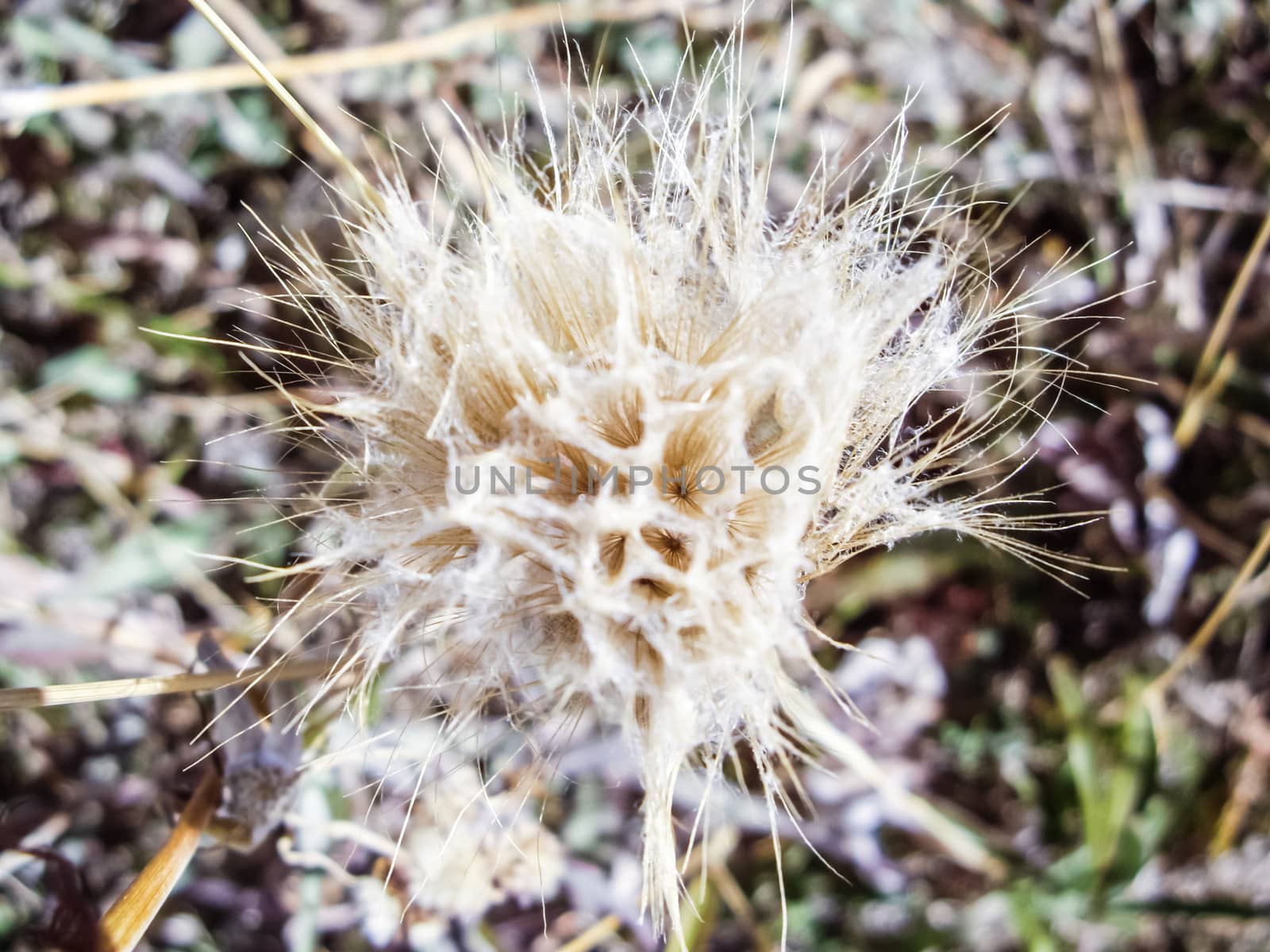 Strange white wispy flora