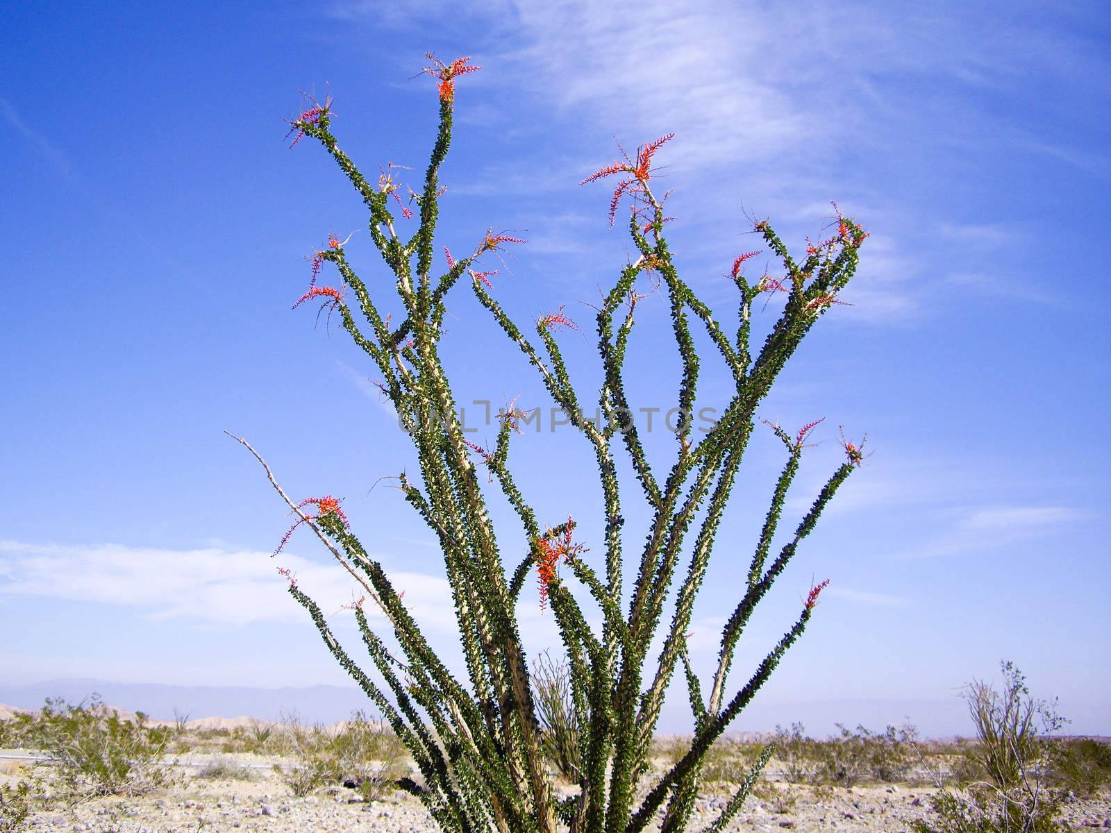 Occotillo cacti in Mojave desert