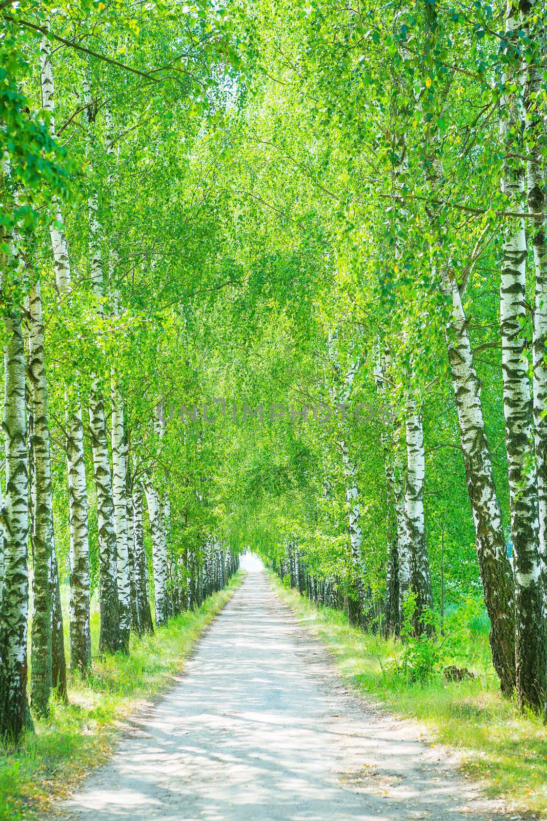a birch  alley