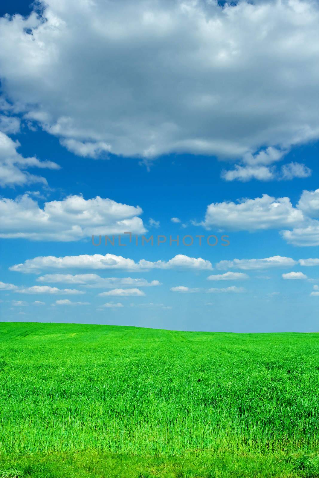 blue sky and green grass by mihalec
