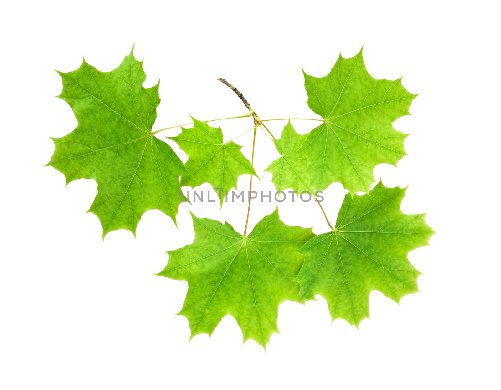 Branch of a maple with leaves on a white background isolated