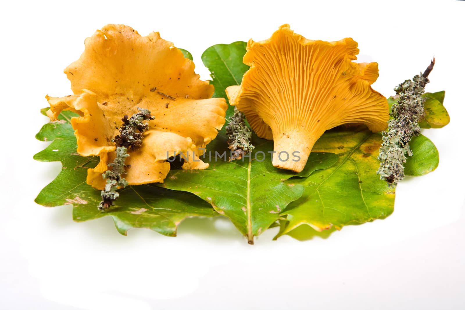 Composition of mushrooms