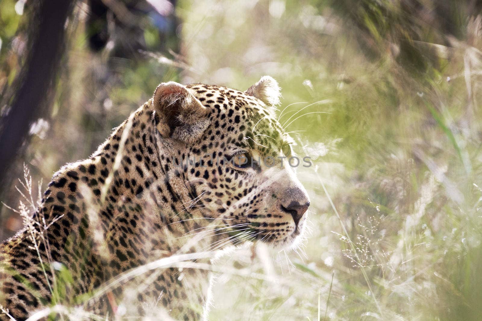 Leopard by instinia