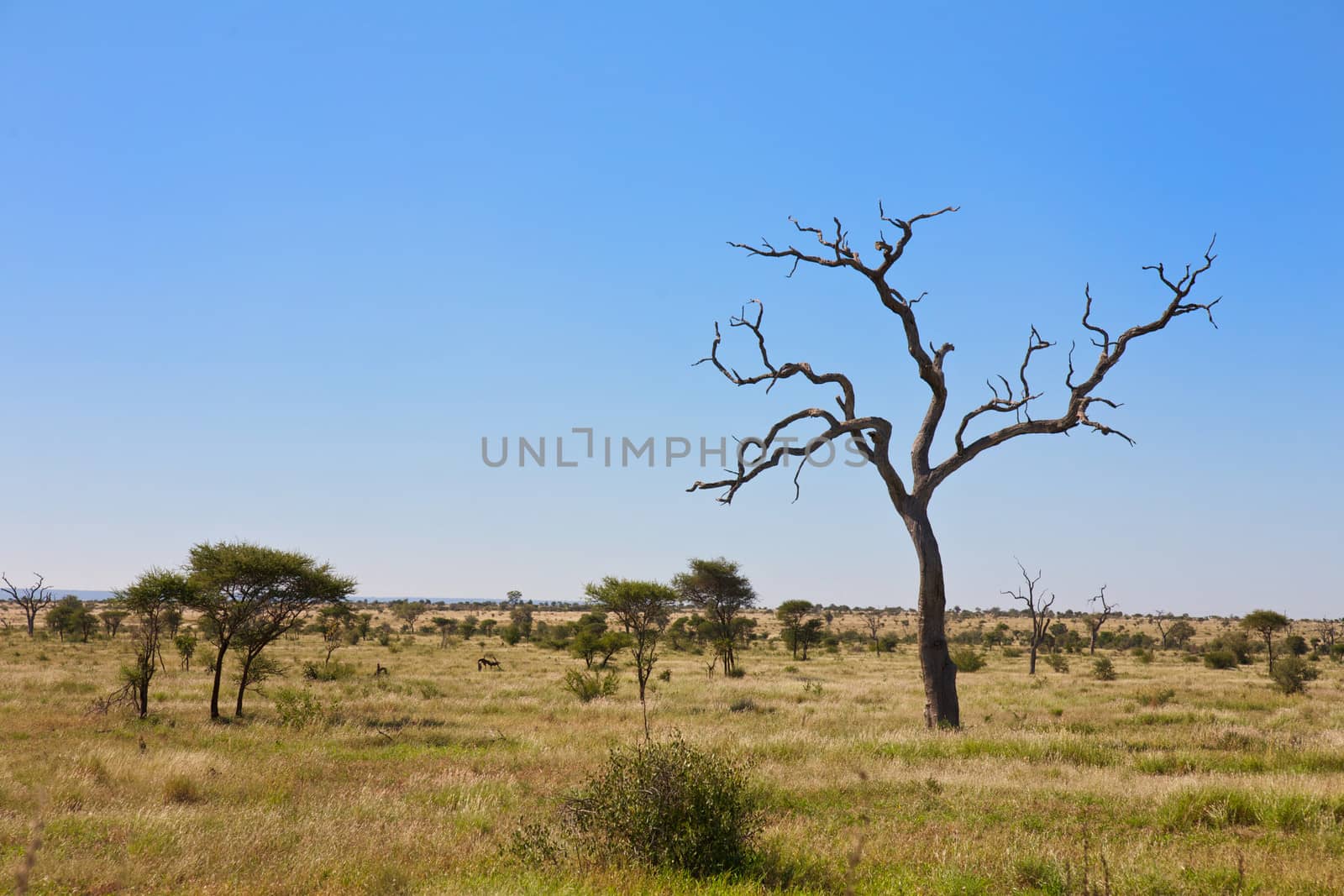 Savanna, Bushveld Scene in Mpumalanga, South Africa