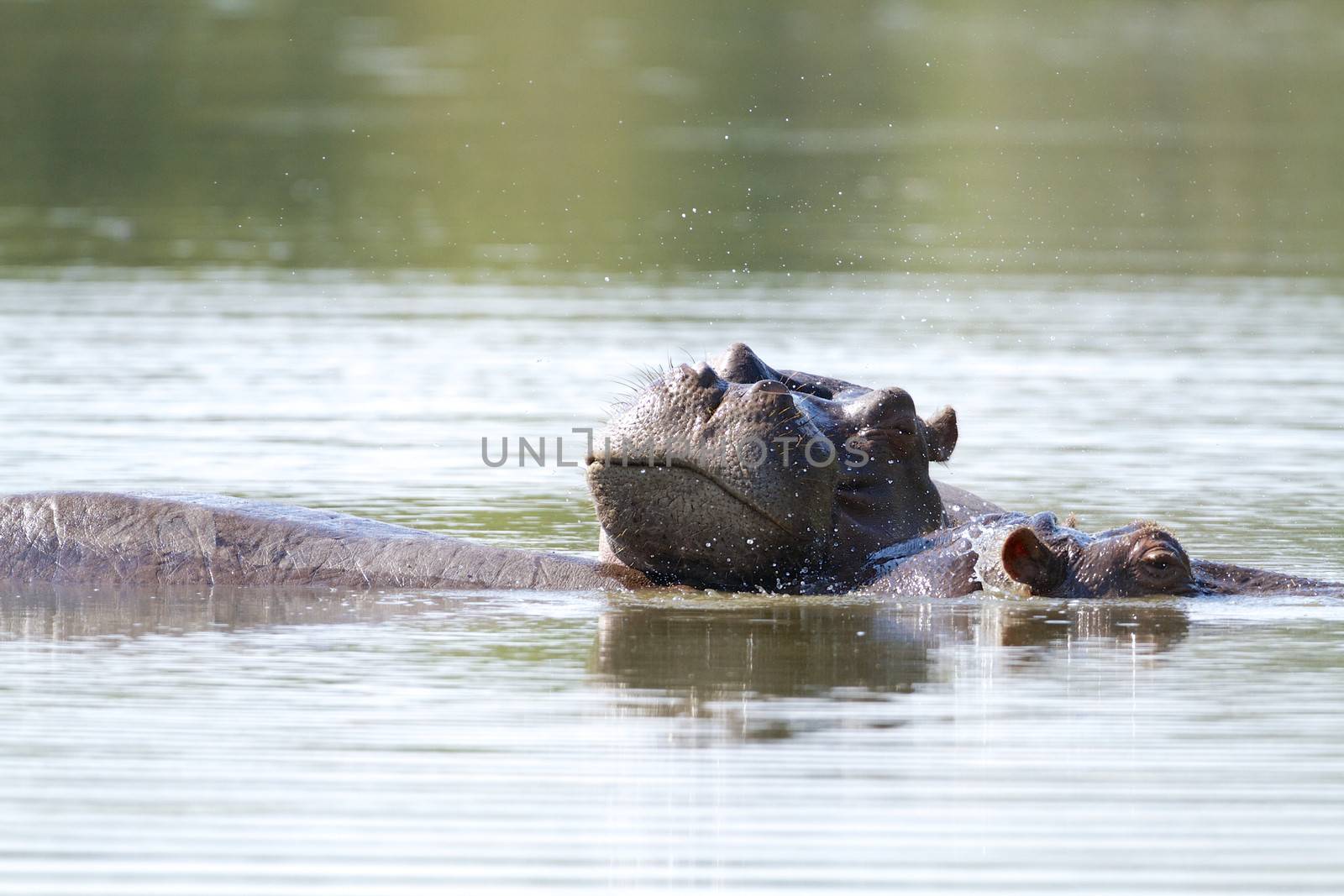 Hippo resting at Lake Panic in the Kruger National Park, South Africa