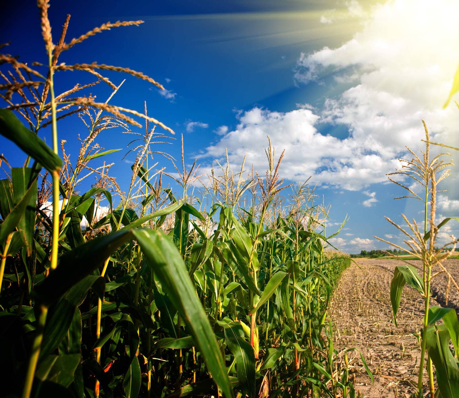 Edge of a corn field in the afternoon