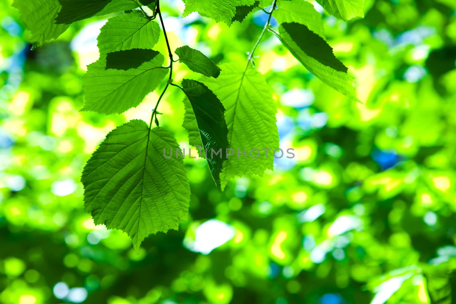 green leaves