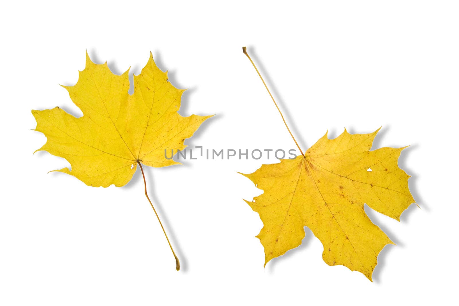 autumn leaves isolated