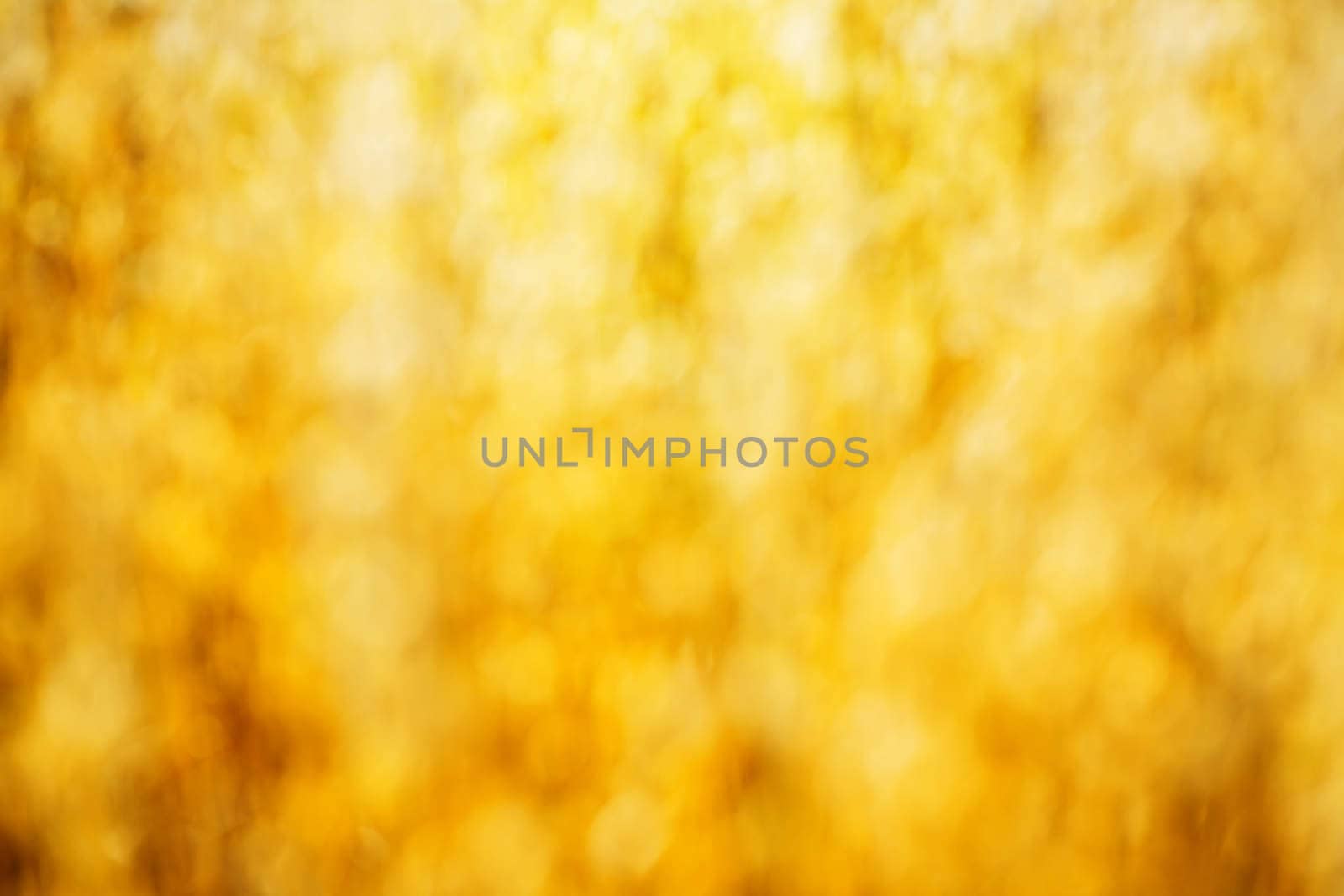 bokeh of golden ripe wheat