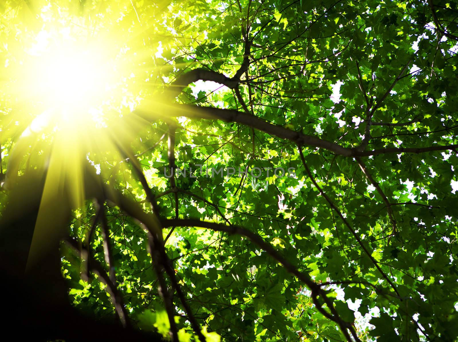 crone of tree with sun