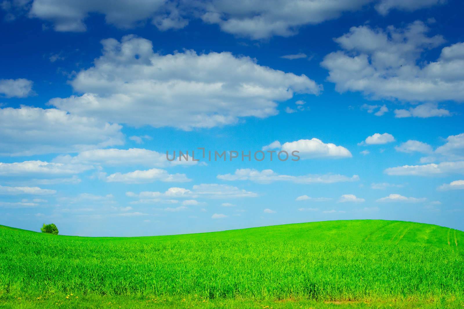 hill field