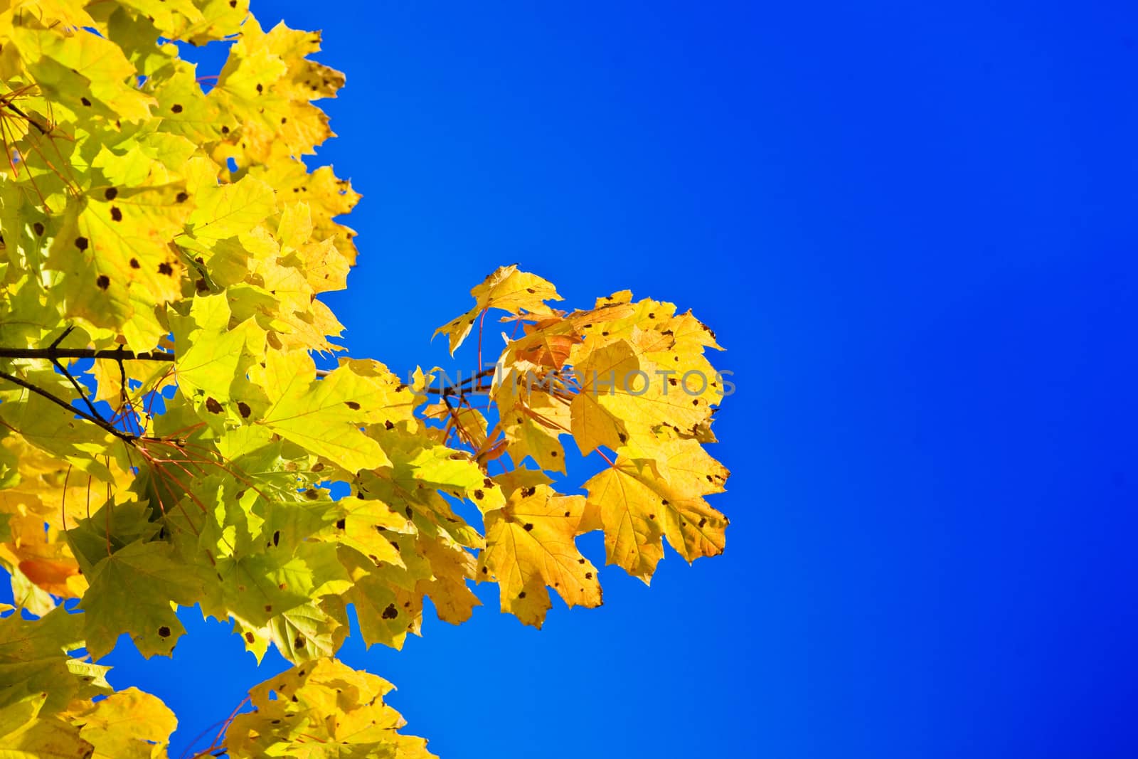 Maple branch on a background of the blue sky