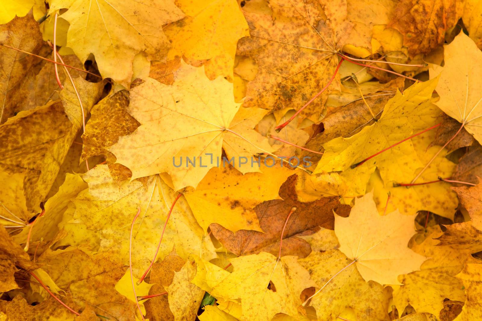 autumn foliage background