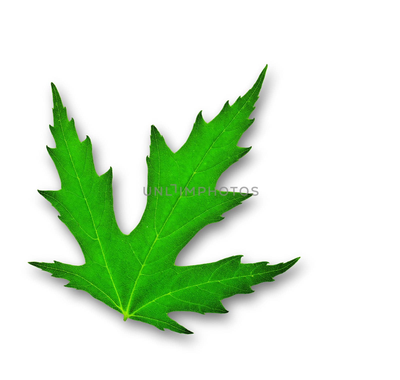 green leaf of mapple isolated