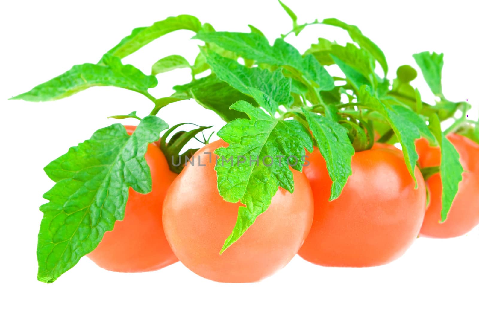 isolated tomato with foliage