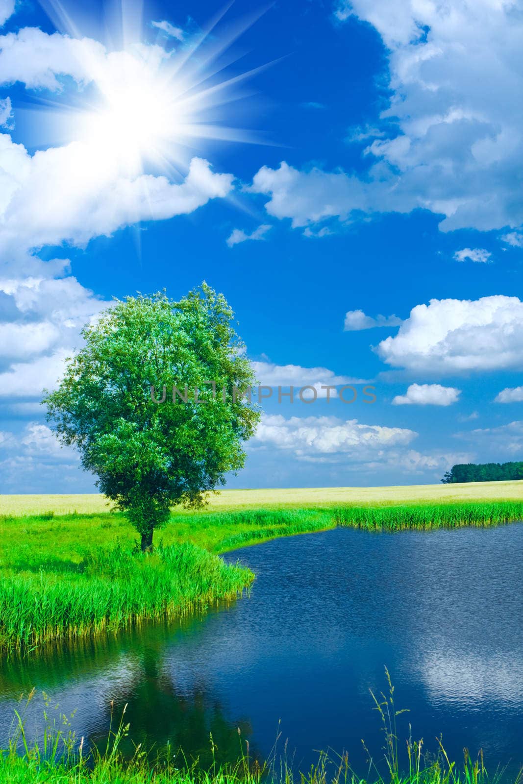 lake on a field