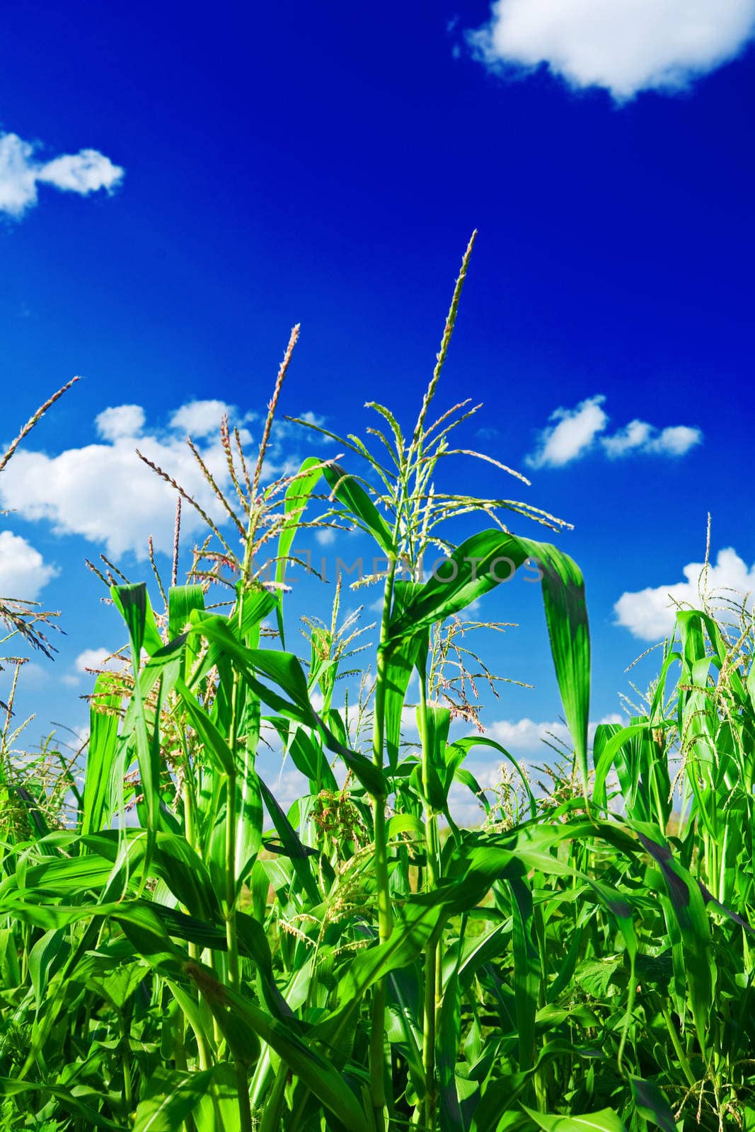 corn oan a sky close up