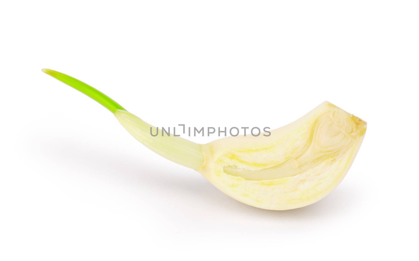 section of Part of garlic