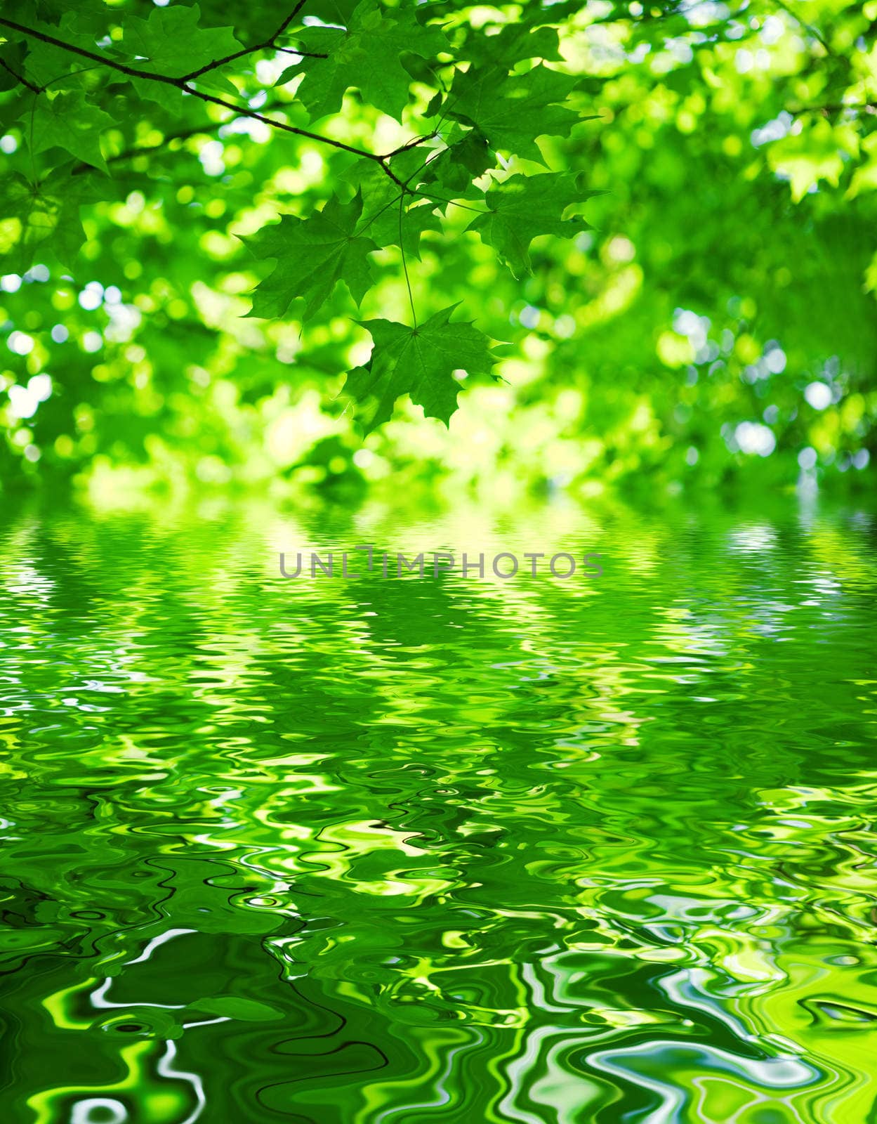 foliage of mapple on a blurry background of foliage