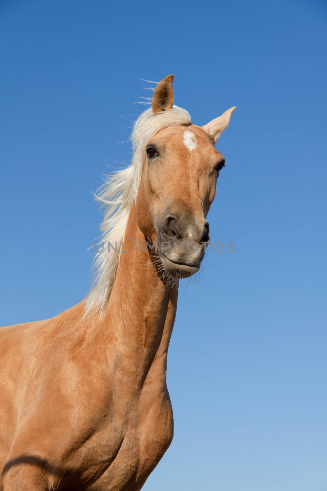 beautiful blond cruzado horse outside horse ranch nature