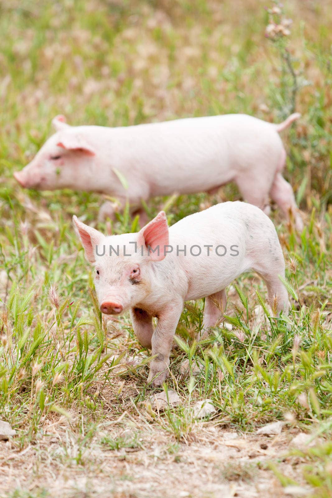 cute little pig piglet and mother outdoor in field in summer