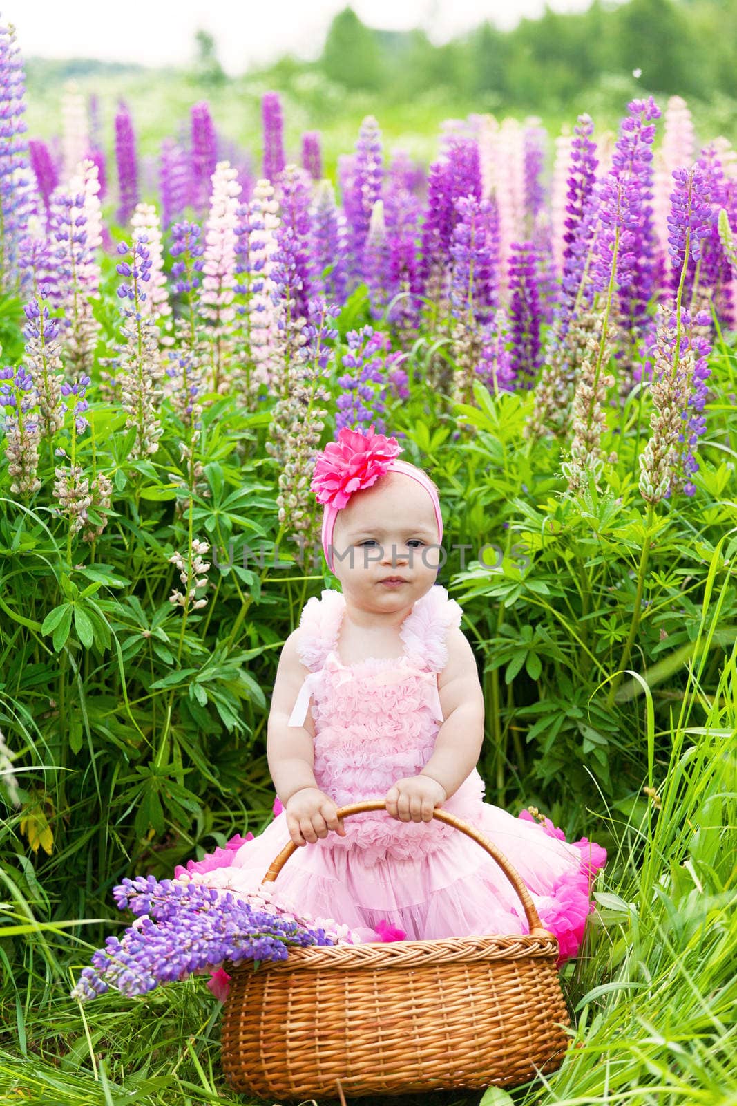 Little girl with a basket among blossoming lupines