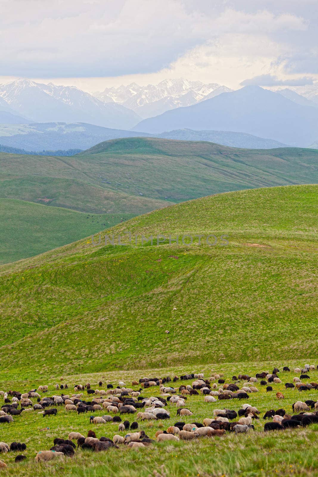 flock of sheep is grazed on a pasture in mountains