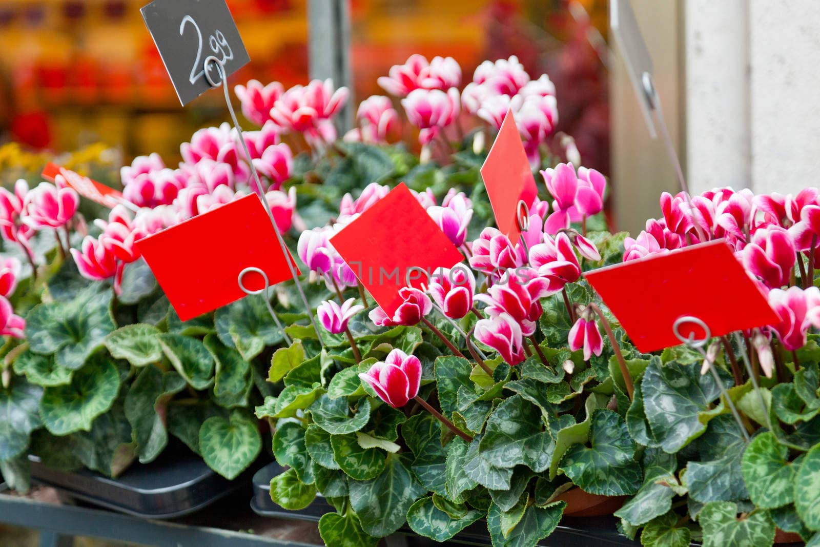 Pink cyclamens on a counter in flower shop