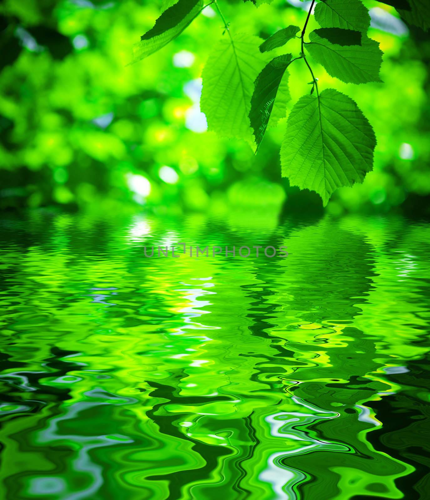 foliage with water surface