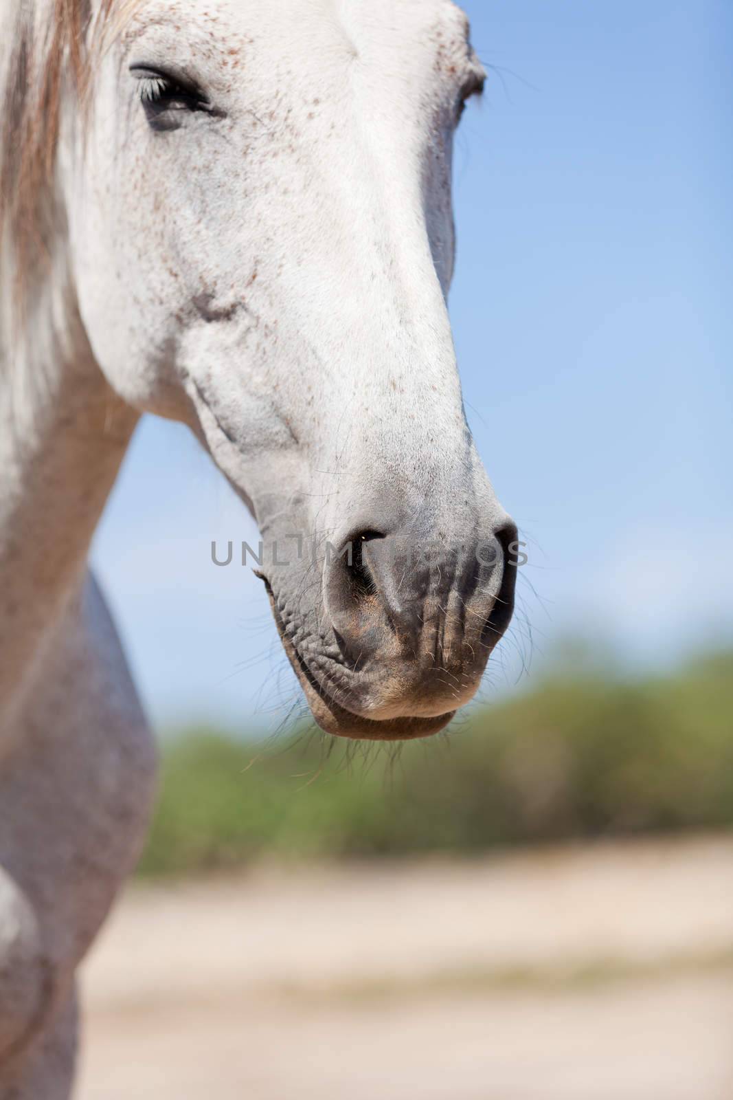 beautiful pura raza espanola pre andalusian horse outdoor in summer
