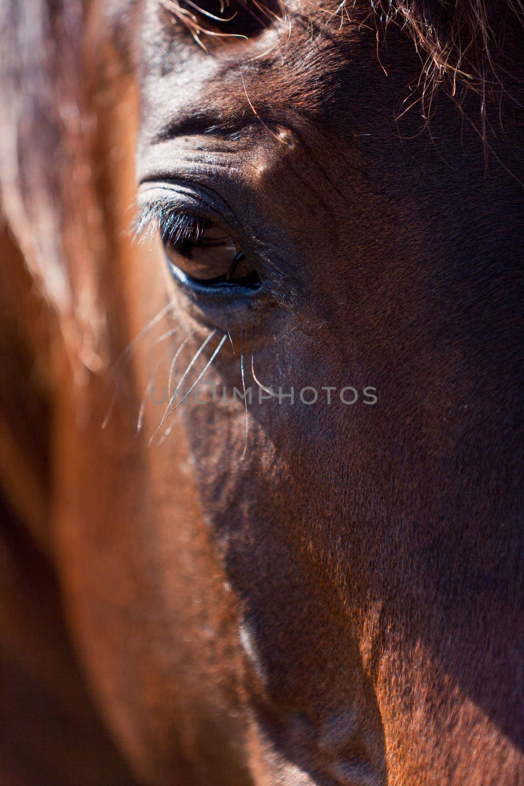 brown trotteur francais trotter horse gelding outdoor in summer 