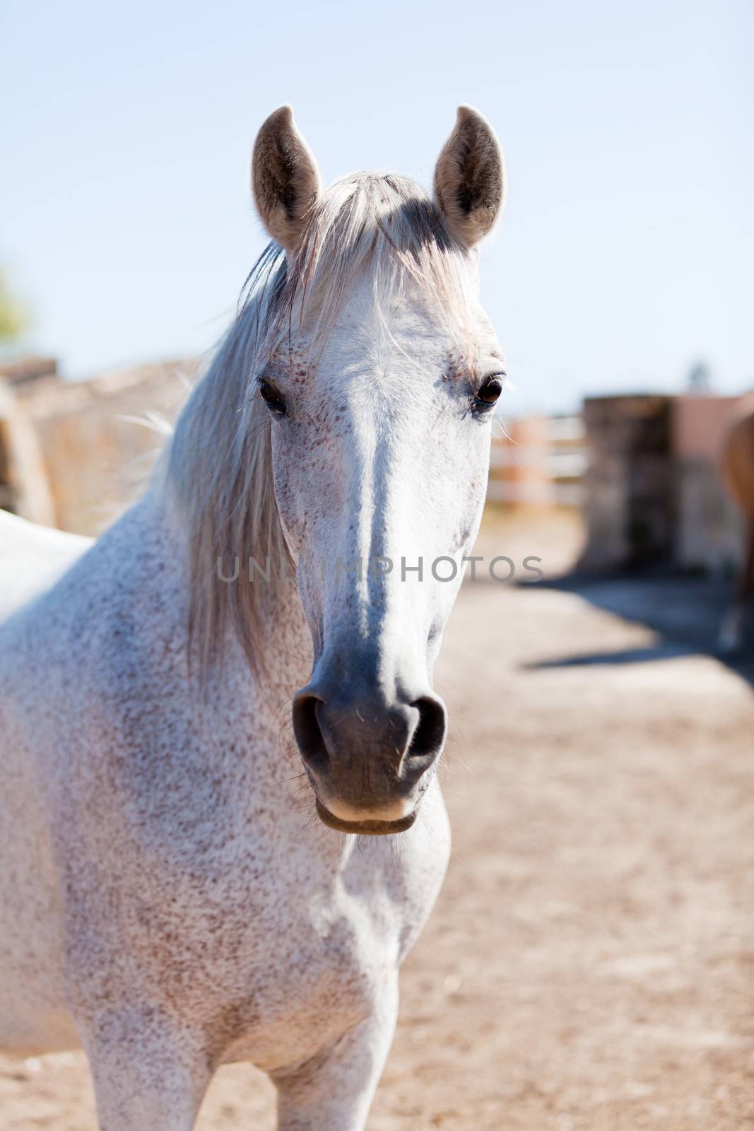 beautiful pura raza espanola pre andalusian horse outdoor in summer