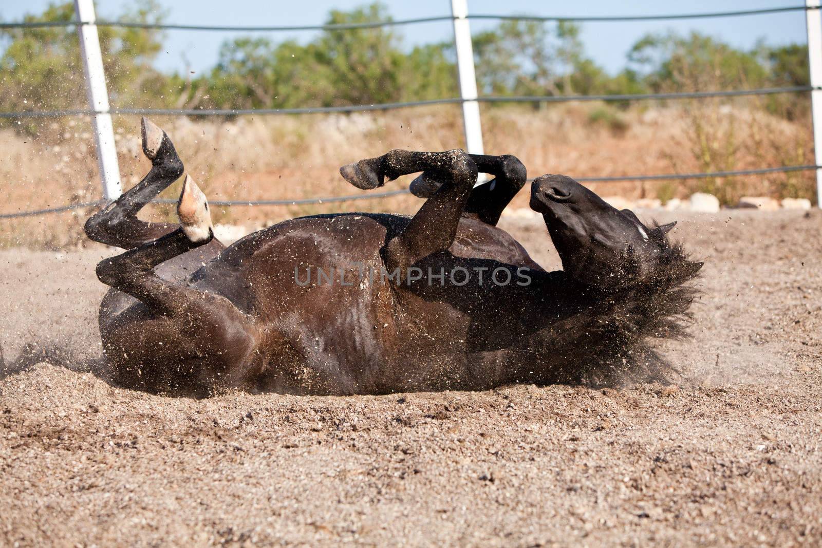 caballo de pura raza menorquina prm horse outdoor rolling on floor