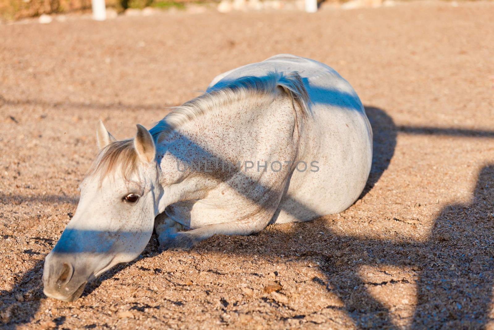 beautiful pura raza espanola pre andalusian horse outdoor in summer