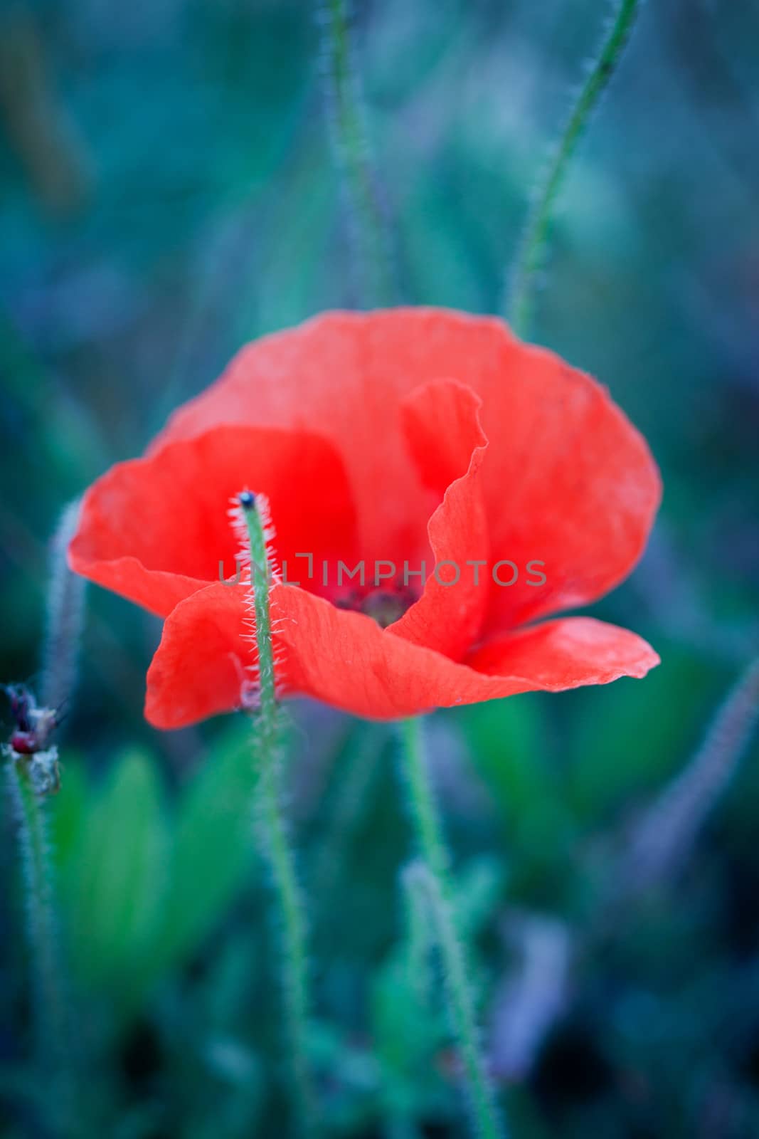 beautiful red poppy poppies in green and blue closeup outdoor