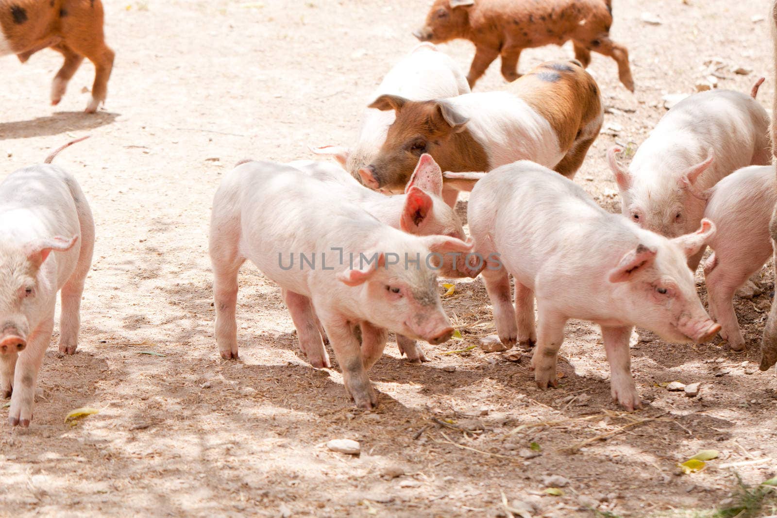 cute little pig piglet and mother outdoor in field in summer